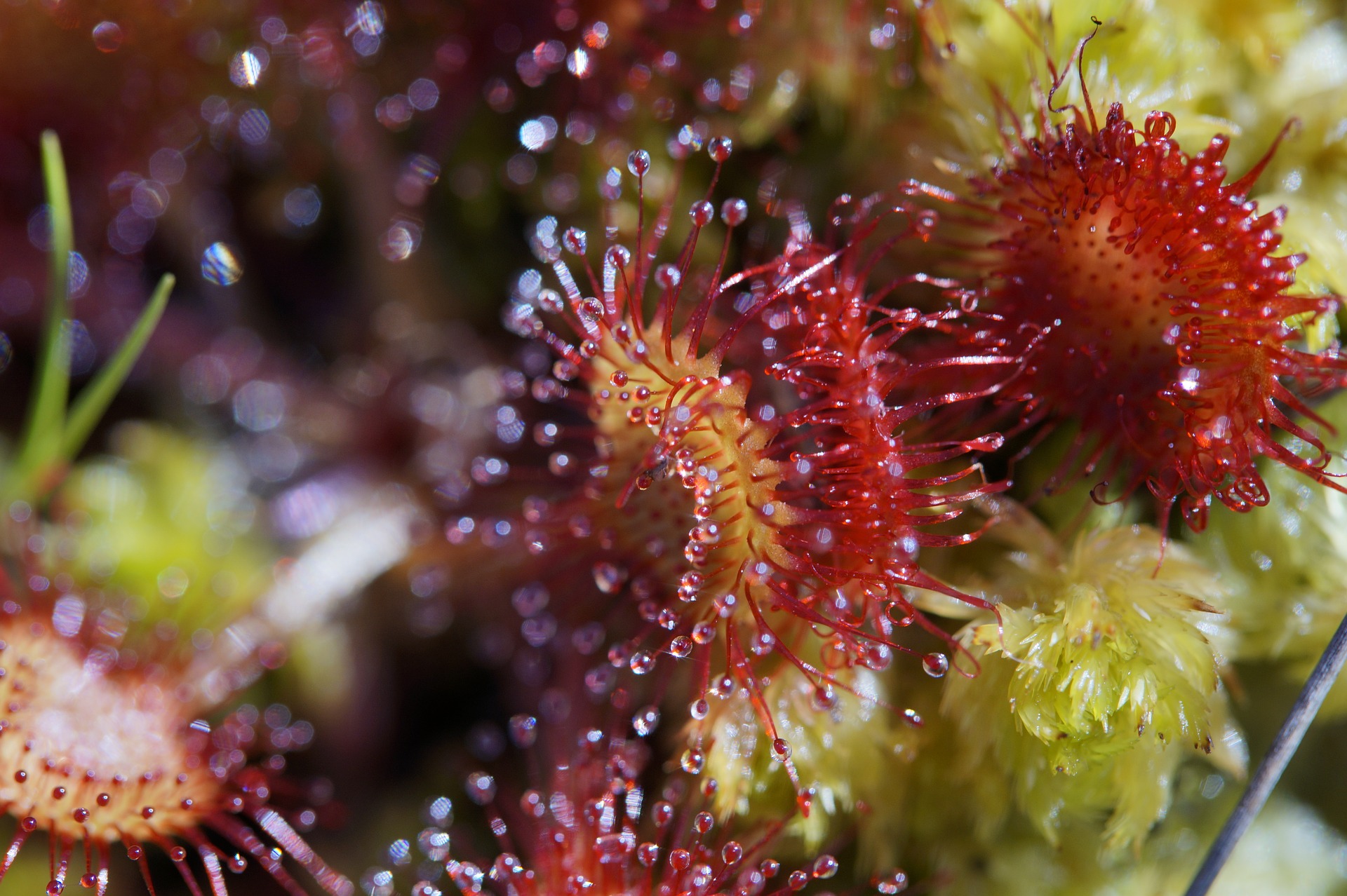 Carnivorous Plants To Grow As Houseplants! | Almanac.com